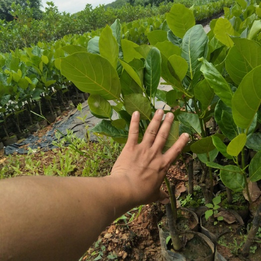 白沙县马来西亚一号菠萝蜜苗