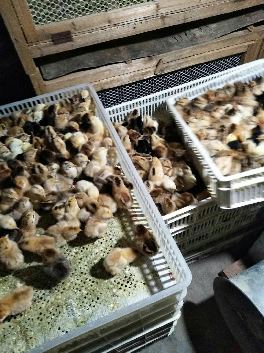 江汉土鸡苗 统货 江汉鸡苗