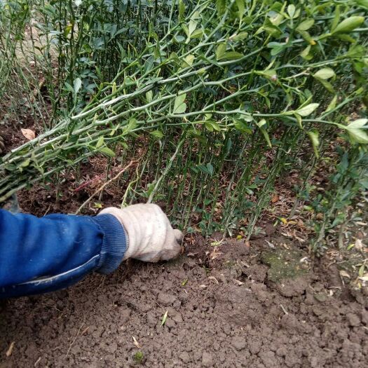 泰安种植枳壳苗 