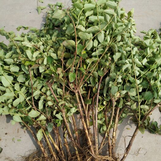 封丘县四季丰一号金银花 50~60公分 