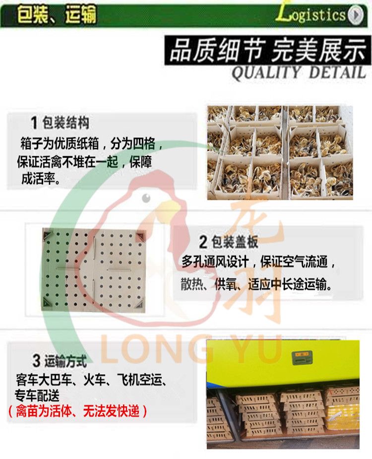 大种杂交鸭苗 正规公司发货，包货损