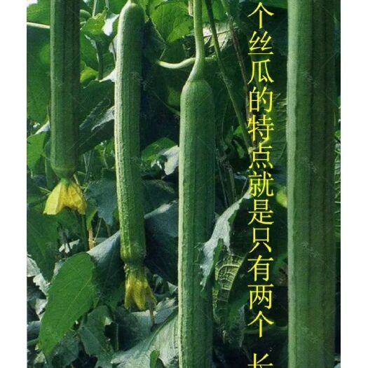 寿光市杂交丝瓜种子