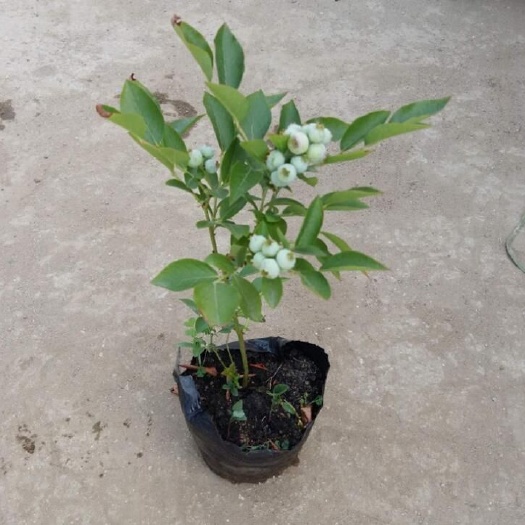 泰安 蓝丰都克蓝莓苗，兔眼蓝梅苗，高产易管理