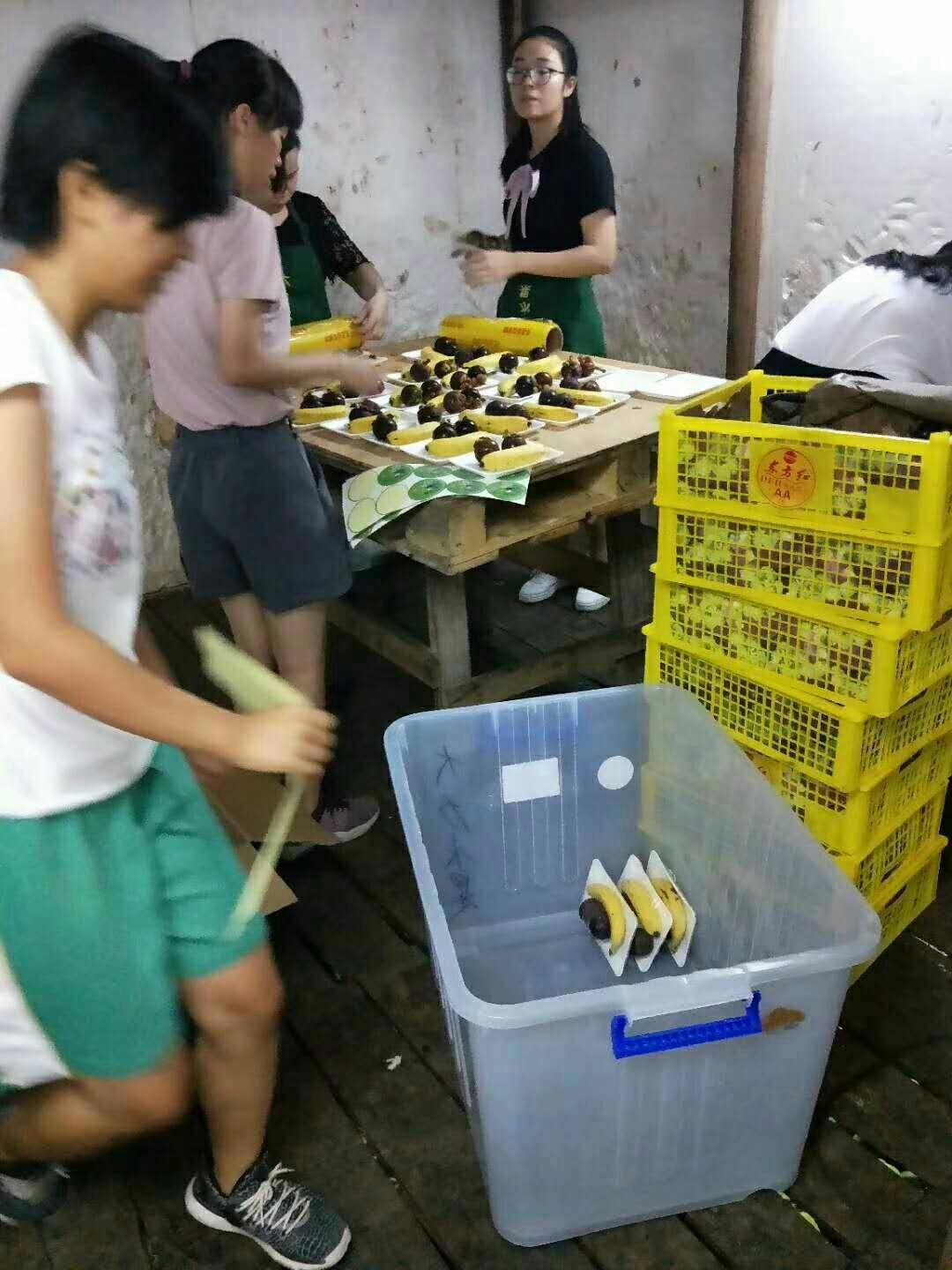 苹果蕉 七成熟 50 - 60斤