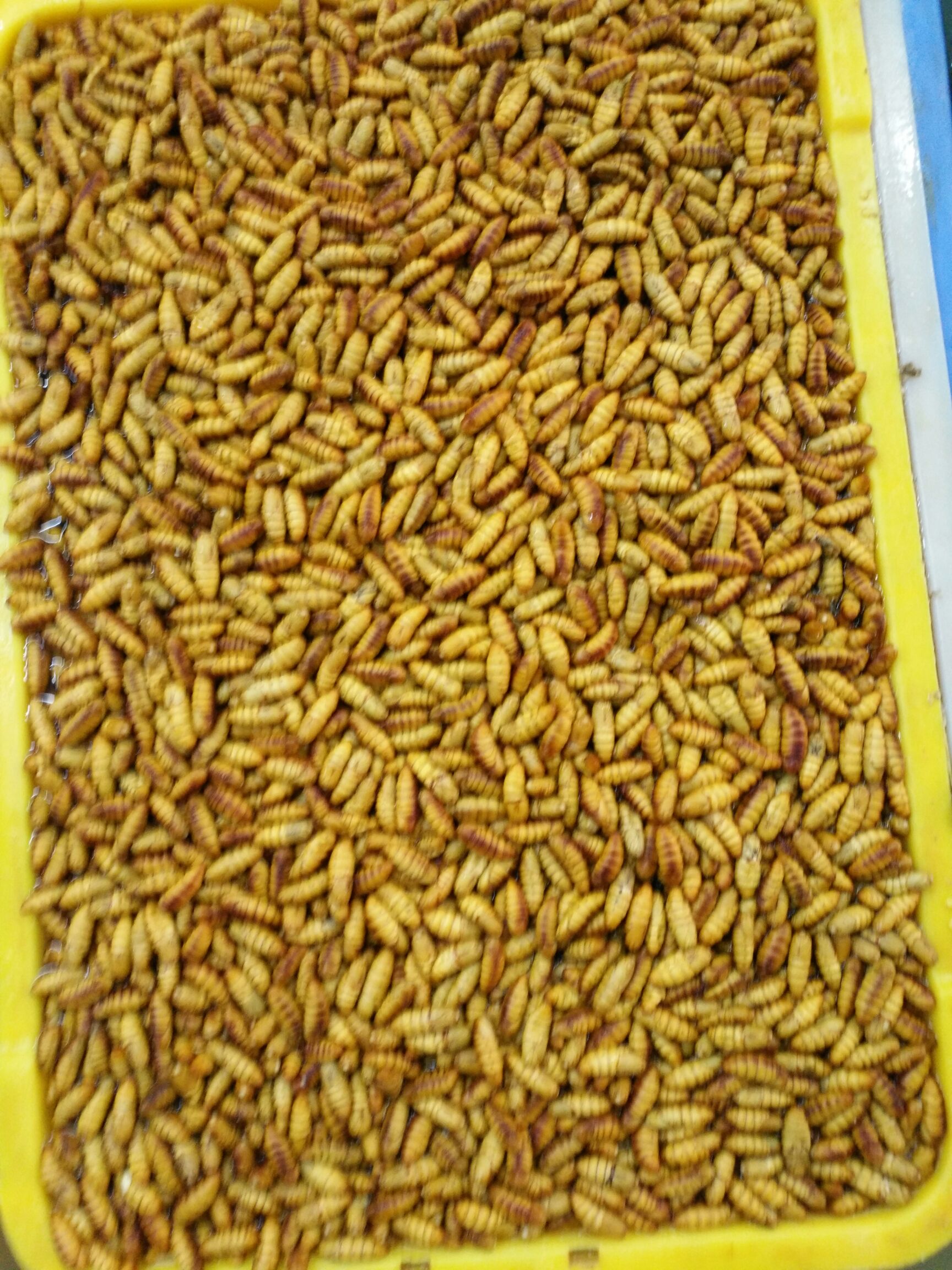 蚕蛹