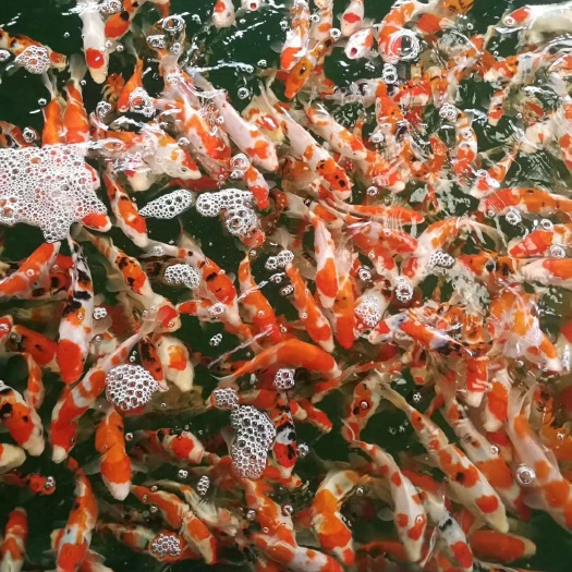 广州锦鲤鱼苗  日本纯种锦鲤 鱼苗 红白 大正 昭和 丹顶火鲤【锦鲤水花