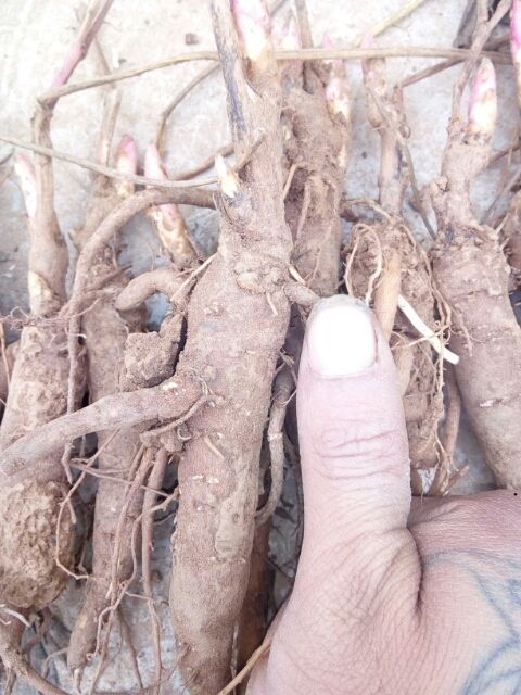 亳州白芍种子  赤芍苗