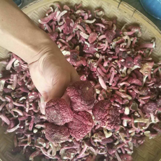 梧州红菌 广西深山野生