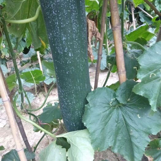 郸城县 预售黑皮冬瓜吊瓜，