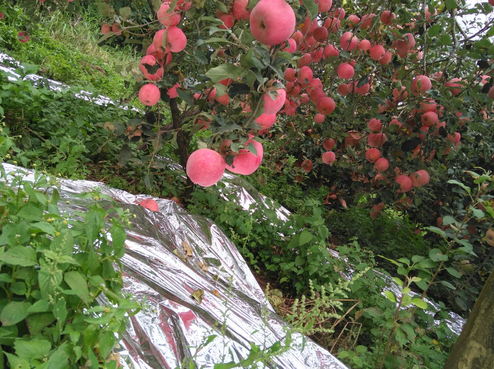  糖心丑苹果，自家果园直供各大平台团队等等，一件代发包邮