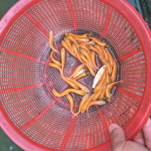 广州 金草鱼苗，金色草鱼苗，俄罗斯金色草鱼苗，