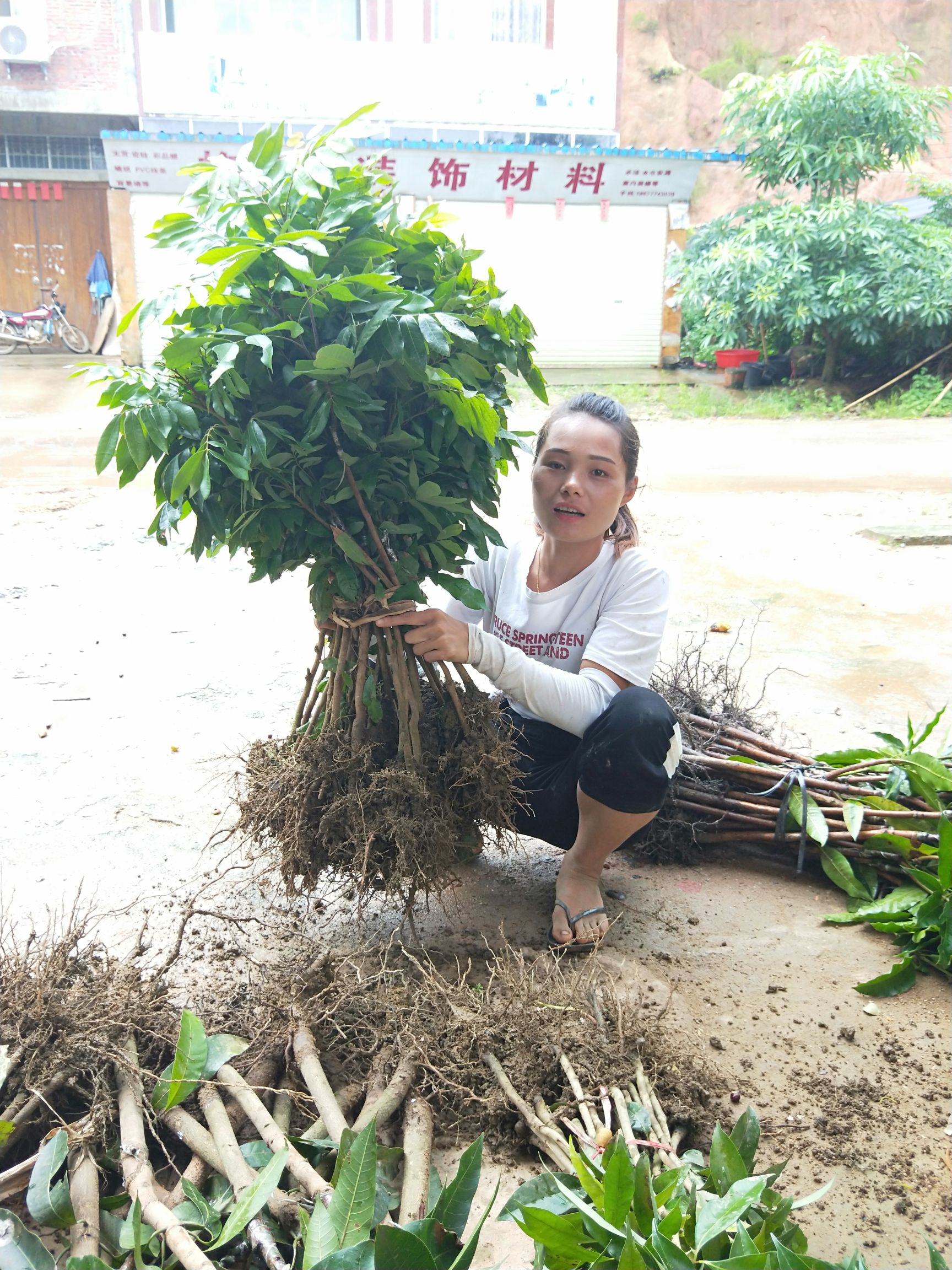 储良龙眼苗  石硖龙眼正品嫁接苗  果肉脆甜