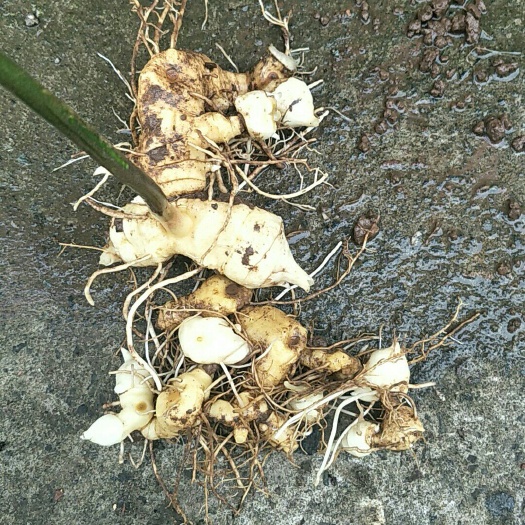 雅安黄精 