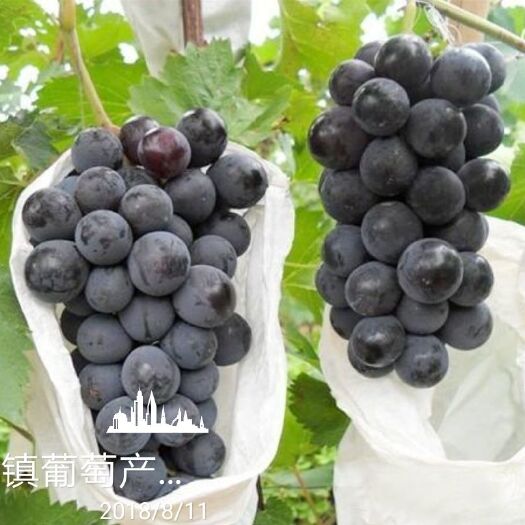 渭南 户太八号葡萄