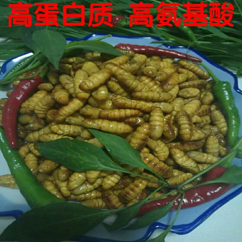 蚕蛹