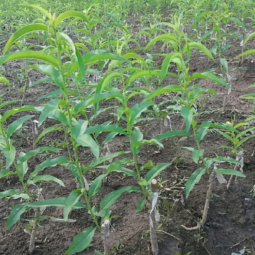 苍梧县鹰嘴蜜桃苗 0.5~1米