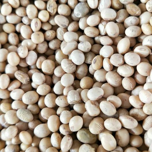 天门市黄大豆 生大豆 1等品