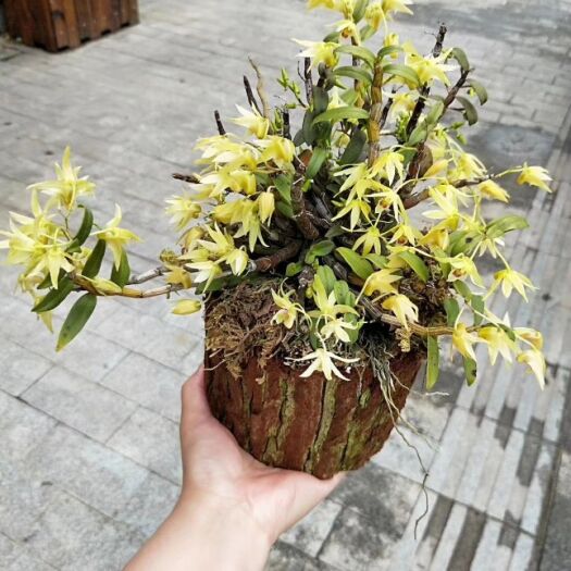 乐清市铁皮石斛盆景 