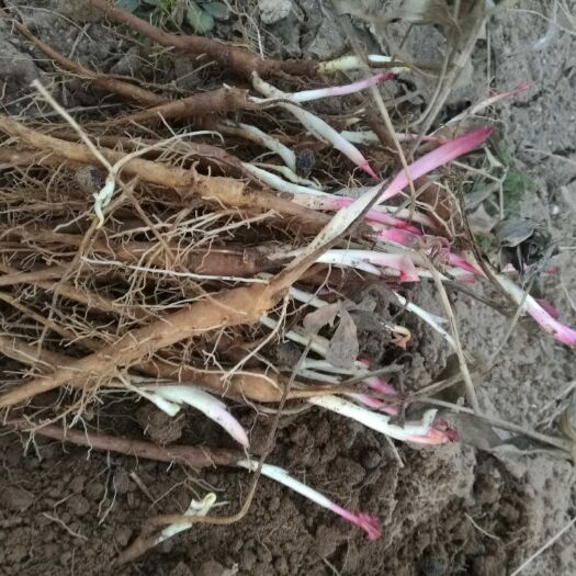 曲沃县白芍种苗