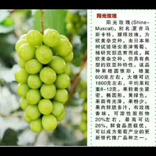 兴城市阳光玫瑰葡萄苗  呗达砧木嫁接的阳光玫瑰，抗寒根系的！