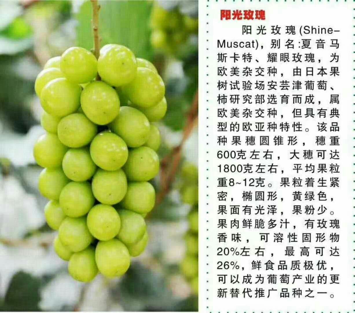 薄雾蓝莓苗 