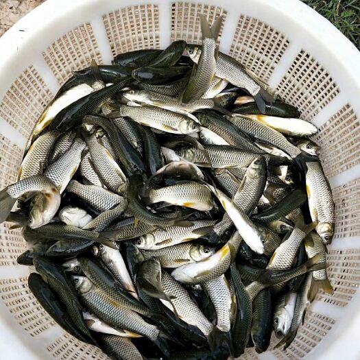 广州草鱼苗白皖鱼苗 四大家鱼淡水鱼苗养殖