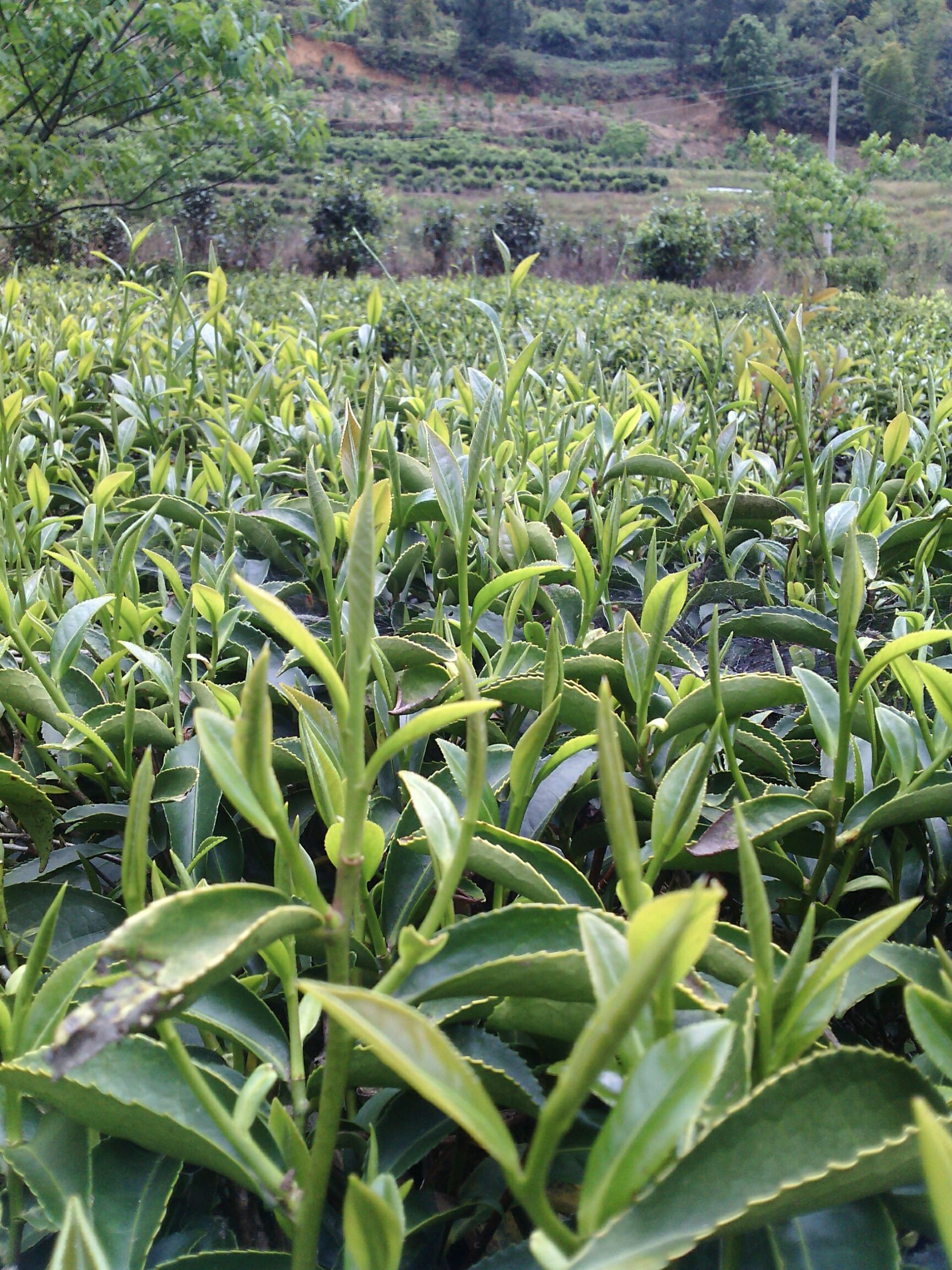 滇红工夫  包邮凤庆红茶“中国红”红茶云南滇红茶实惠装高端滇