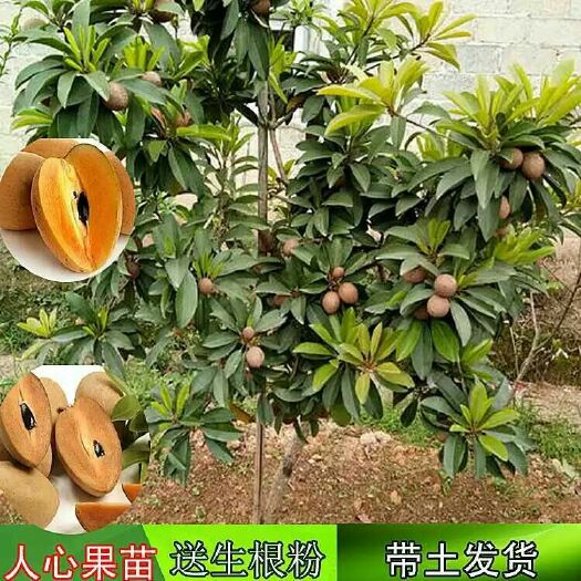 灵山县人心果树苗