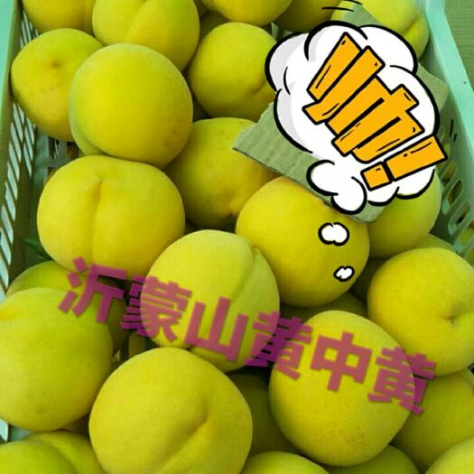 沂水县黄金黄桃 70mm以上 4两以上