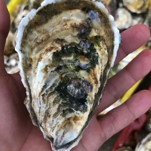 饶平县汫洲大蚝 人工养殖 2-2.5两/只
