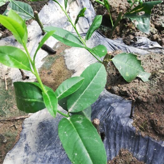 容县香水柠檬苗