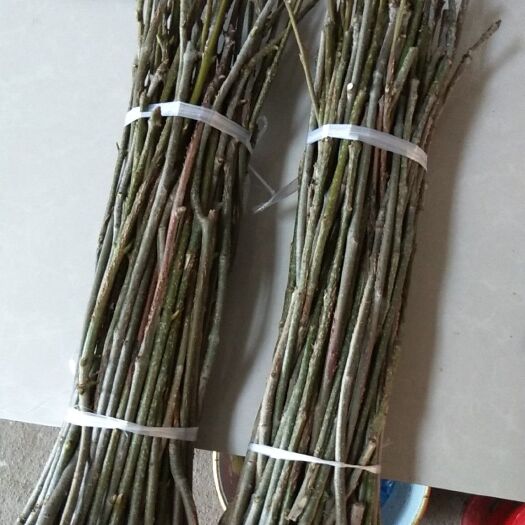 镇平县金蝉