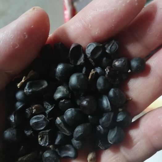 商洛牡丹籽