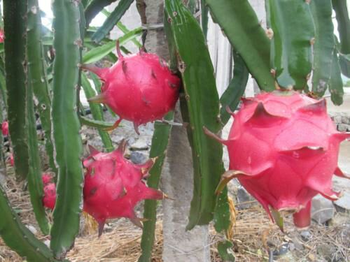 红皮红肉火龙果苗 提供技术