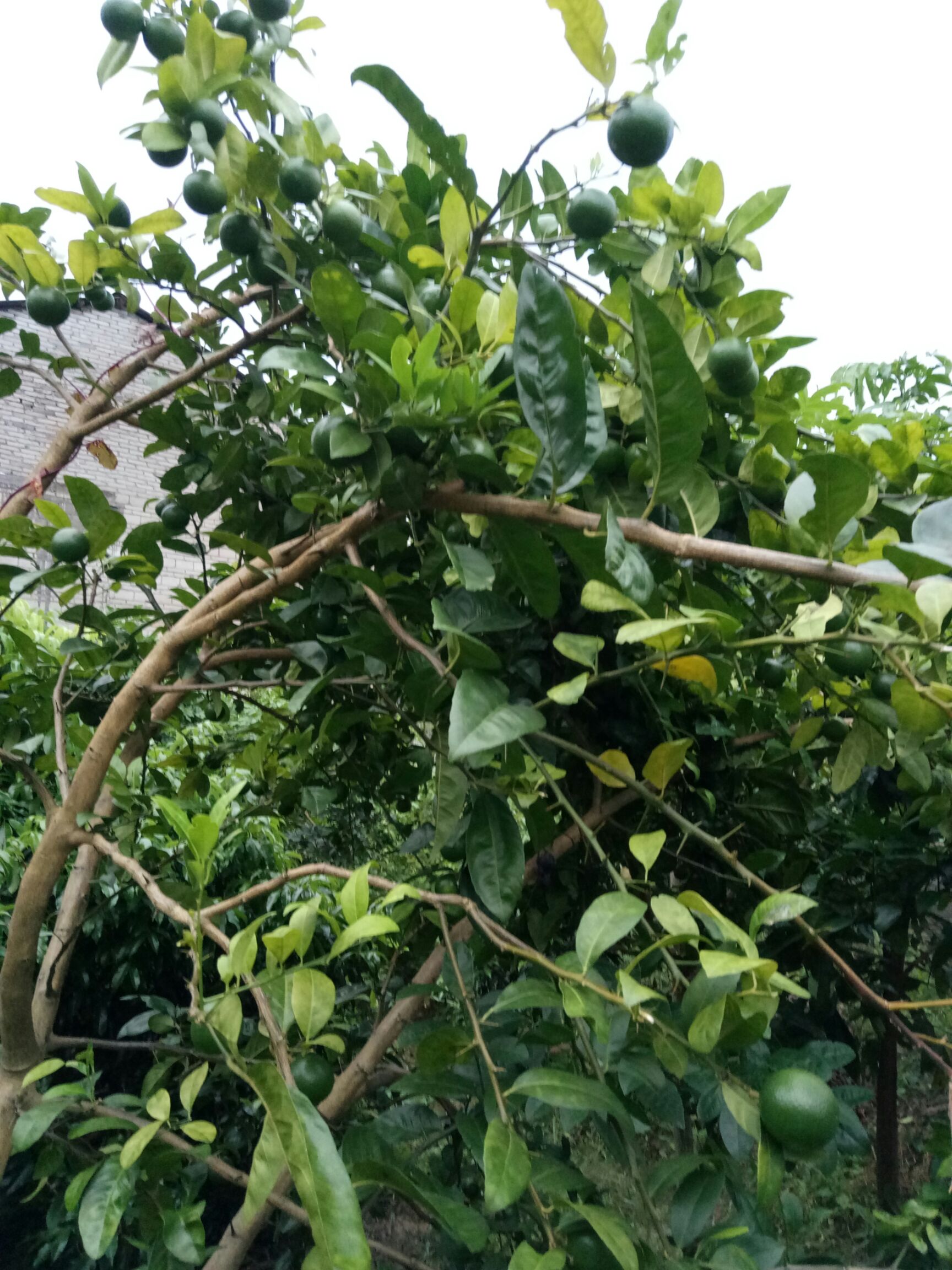 高州农家种植青柠檬预售中