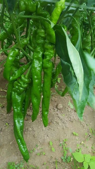 夏邑县301辣椒 10~15cm 微辣 靑色