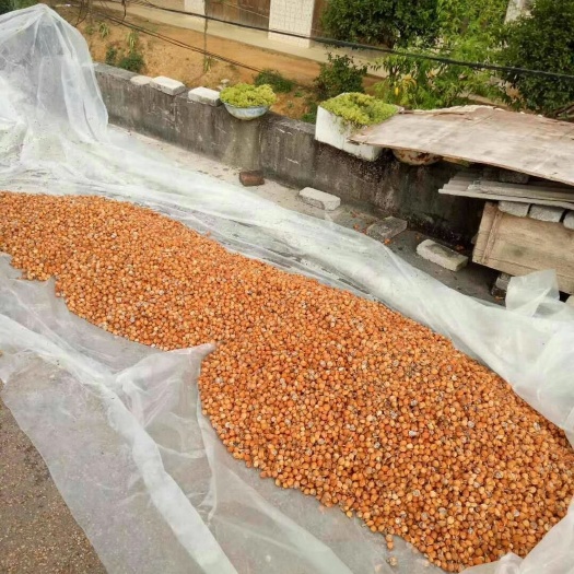 罗甸县香砂仁