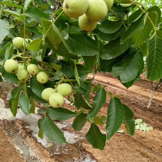 赞皇县嫁接核桃苗