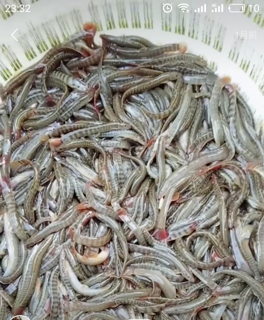 花泥鳅 中华花鳅 红尾巴钢鳅