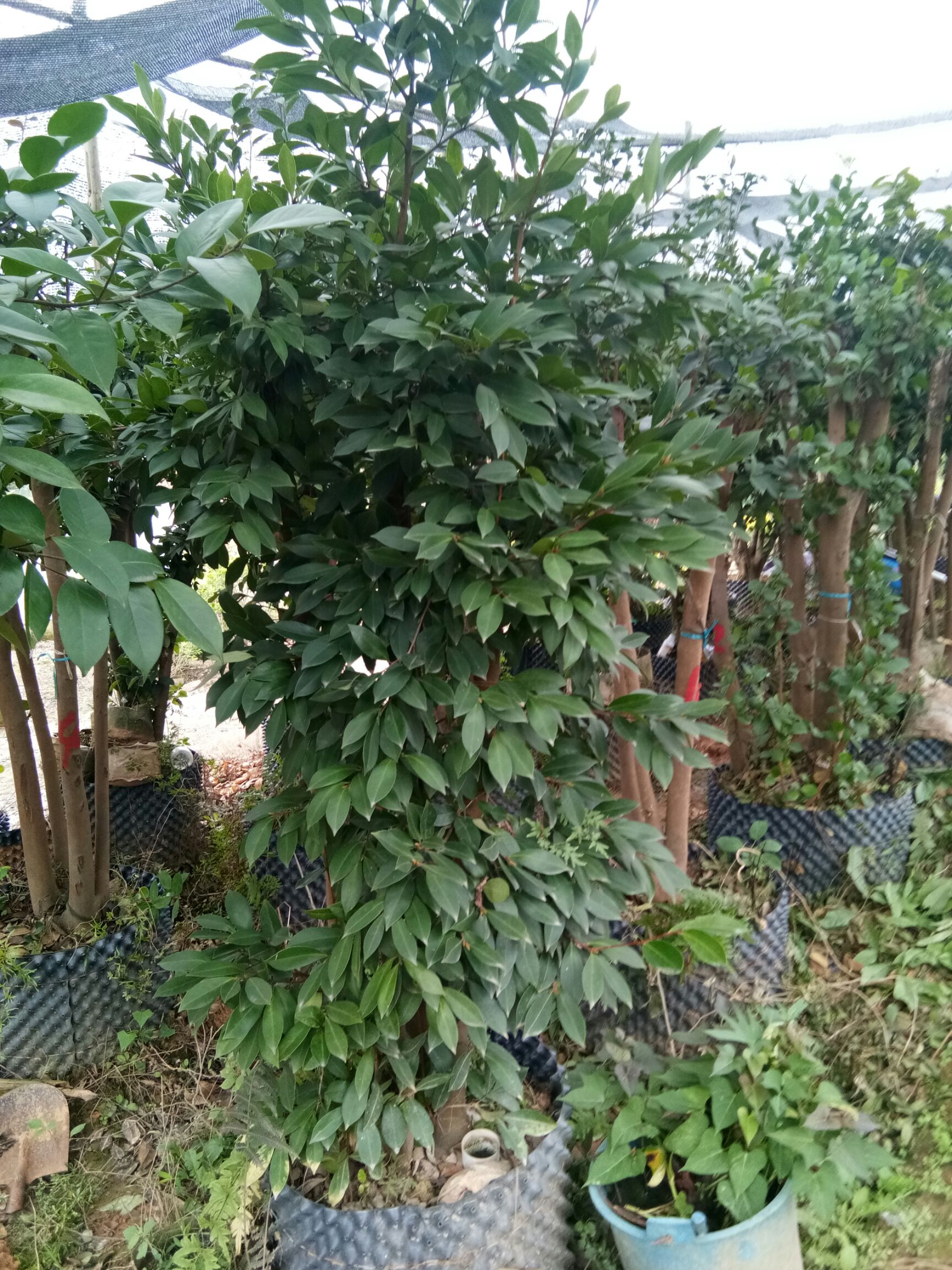 长林系列