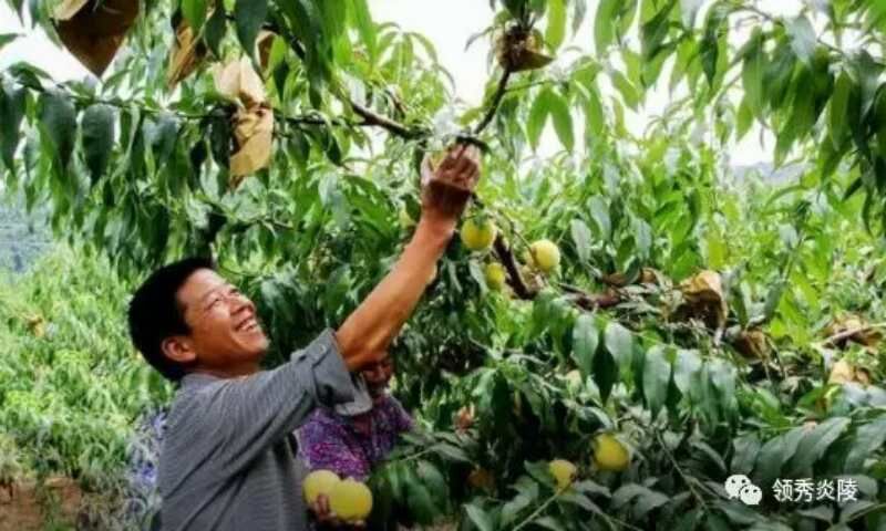 炎陵黄桃 55mm以上 4两以上 