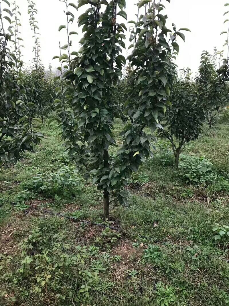 秋月梨树苗 1~1.5米
