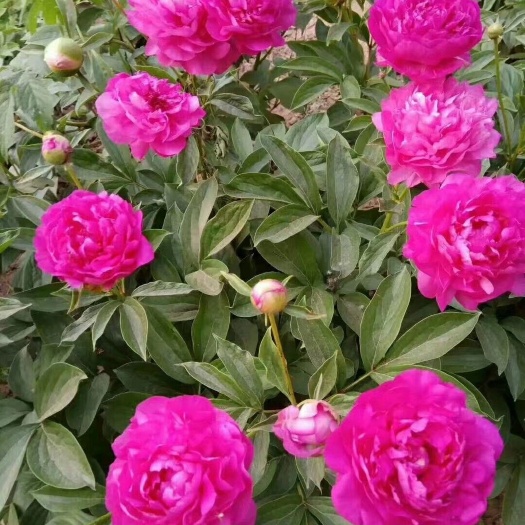 菏泽观赏牡丹 6~8cm 6~8cm 0.5米以下