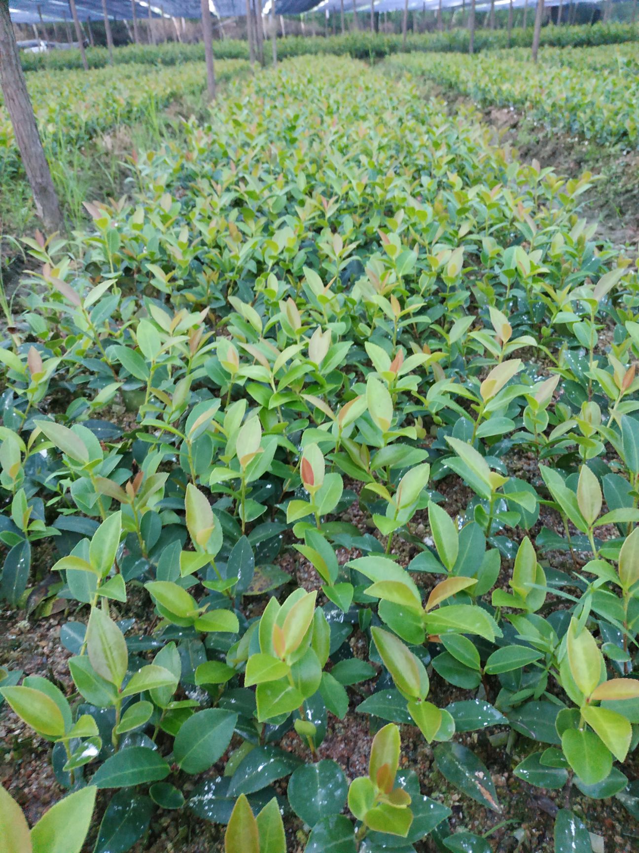 油茶苗