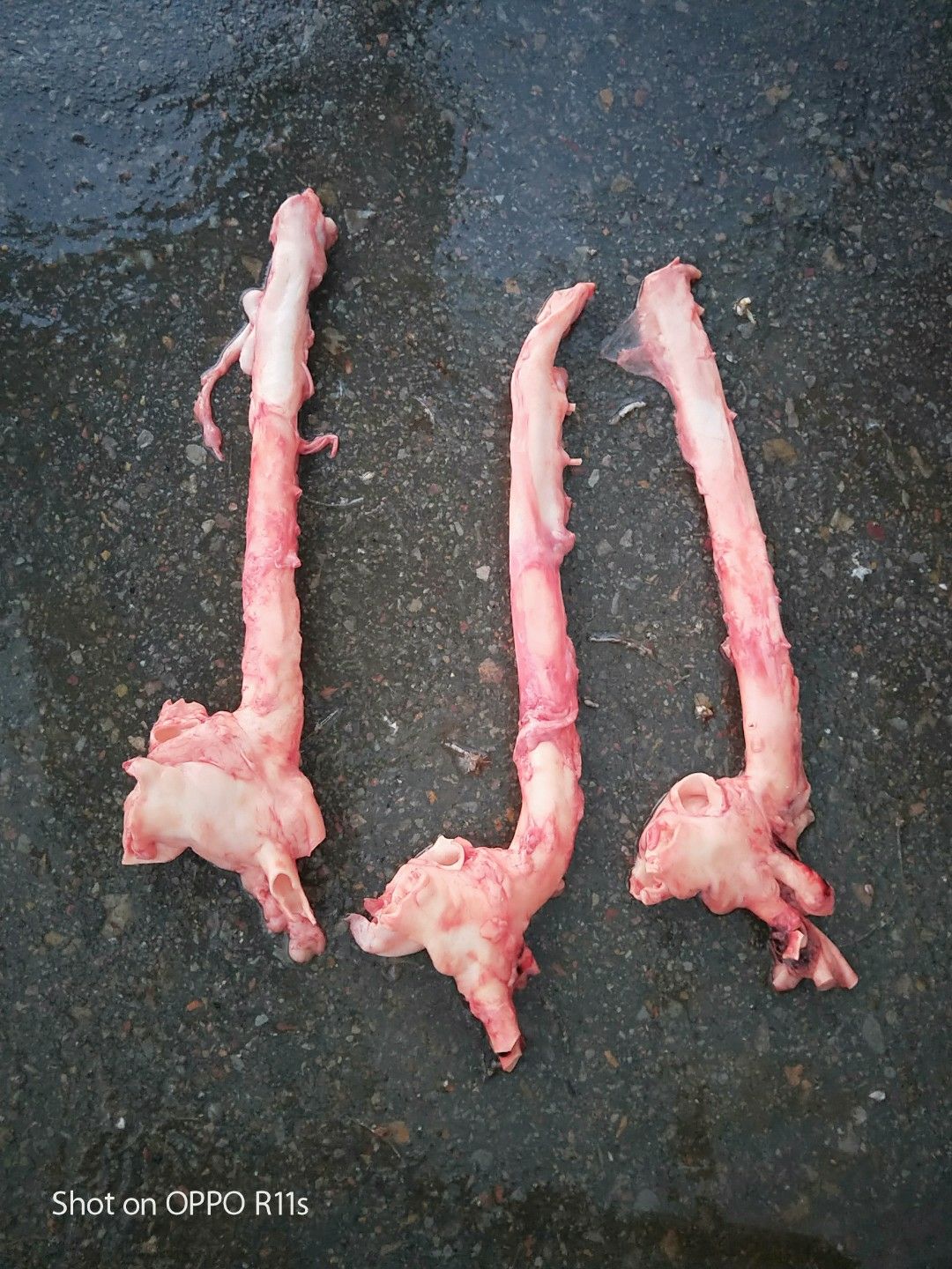 猪黄喉 猪心管
