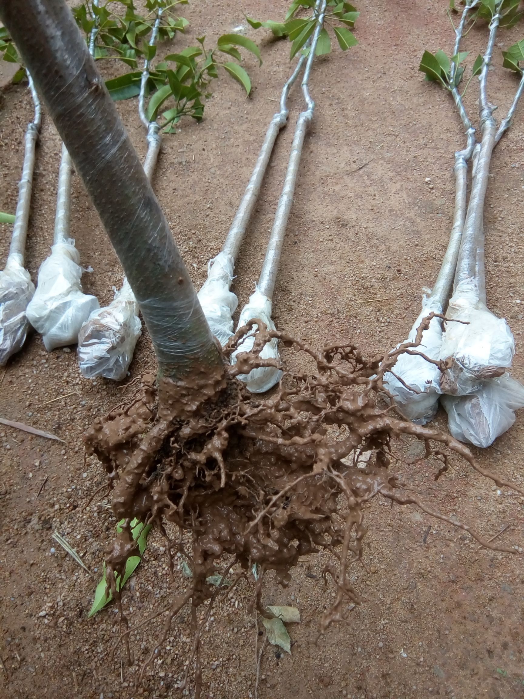 四季芒果苗  1年苗，有营养杯苗地径1到1.3公分大，一年四季可开花结果！