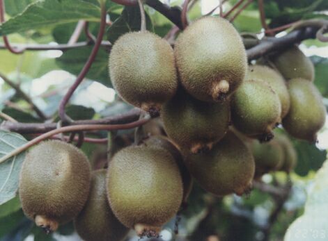 海沃德猕猴桃  海沃德
