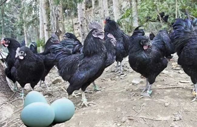 昆明绿壳蛋鸡苗 公