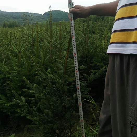 白山 大量供应各种云杉苗