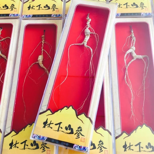 【下单联系商家】林下参  长芦播籽 单支小礼盒 非工艺参